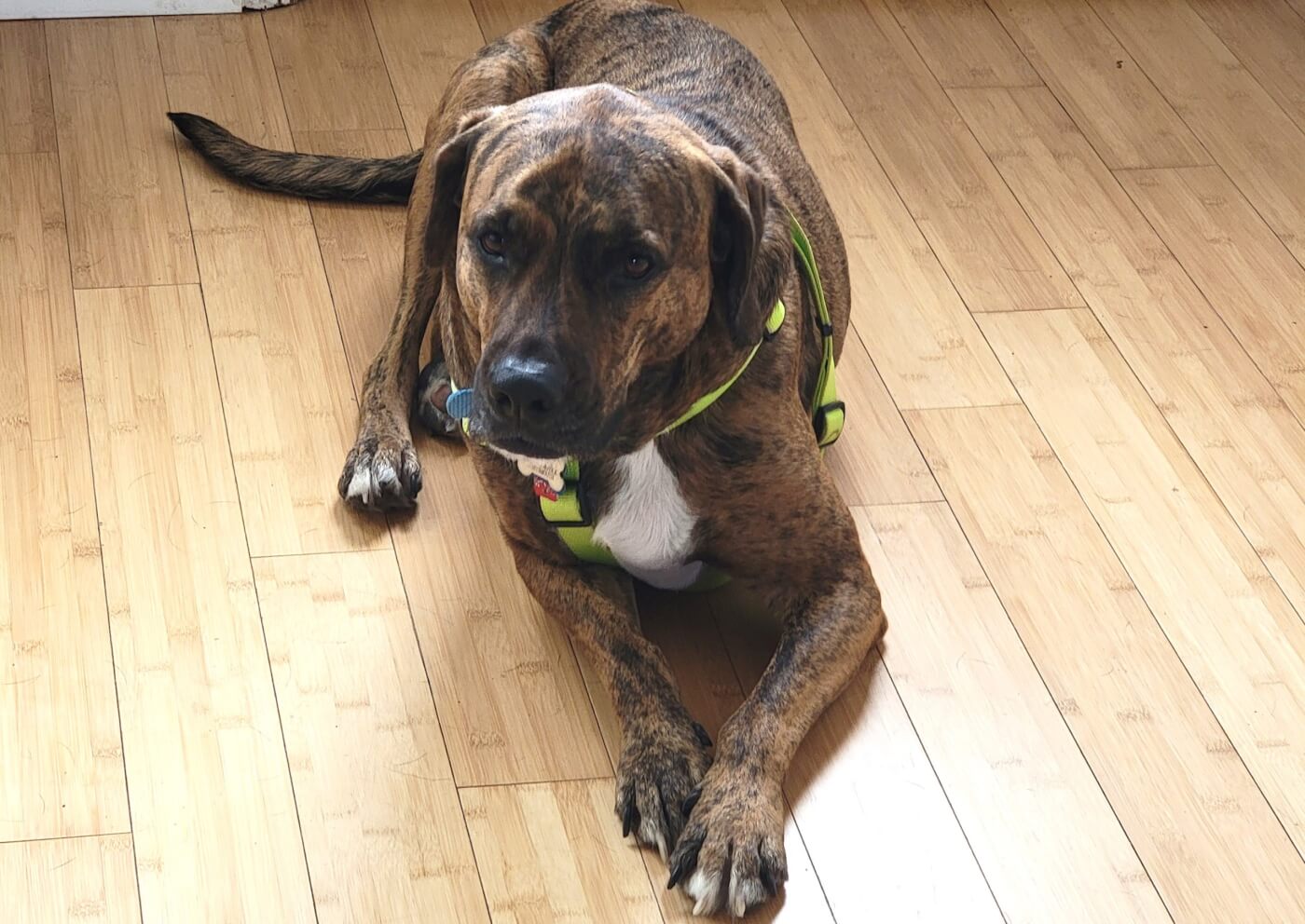 Adoptable dog Suni looking into camera