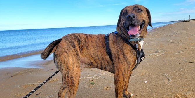 Rescued dog Suni at the beach