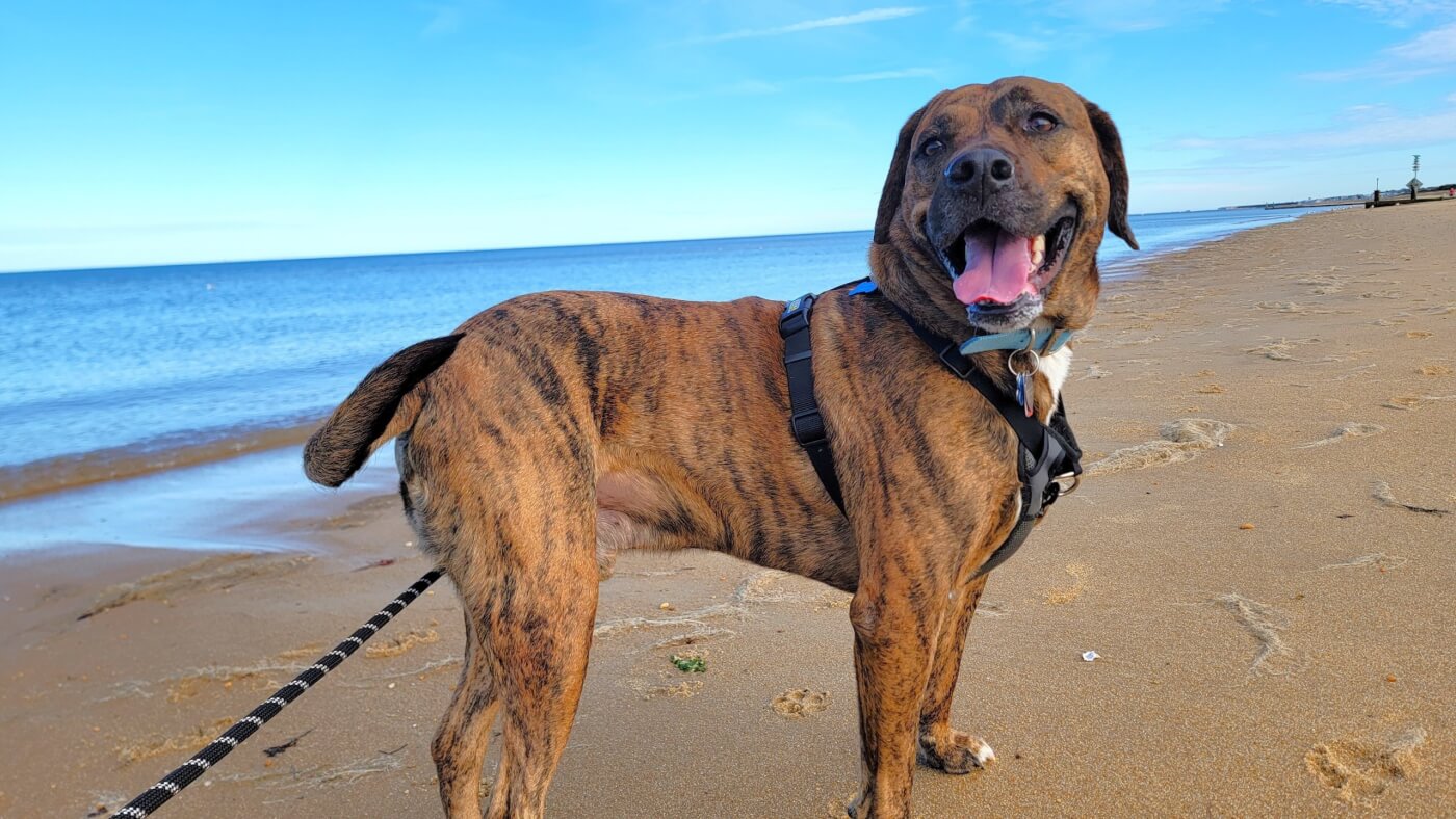 Rescued dog Suni at the beach