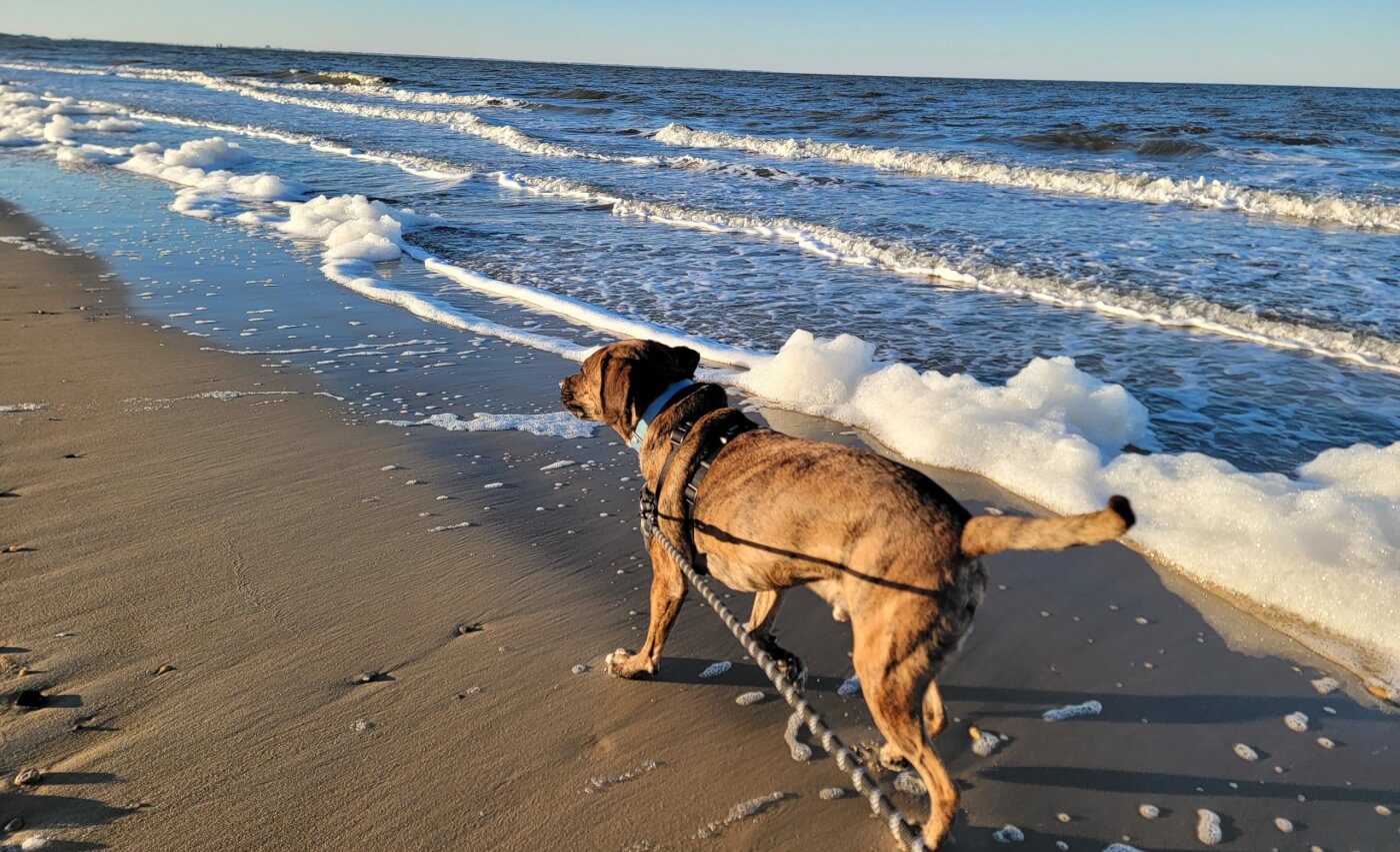 Suni walking at the beach