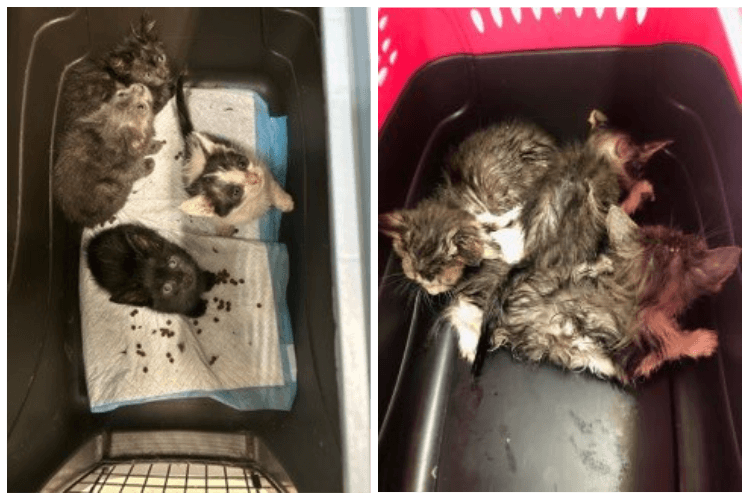 Two litters of kittens, who had been dumped in crates along the highway in two separate incidents just a couple of months apart. 