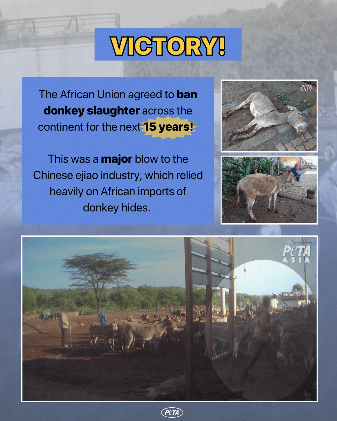 donkey farm with victory text announcing that the african union banned the donkey-skin trade