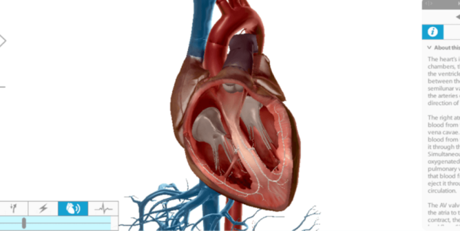 Animal-Free Heart Dissection Activities