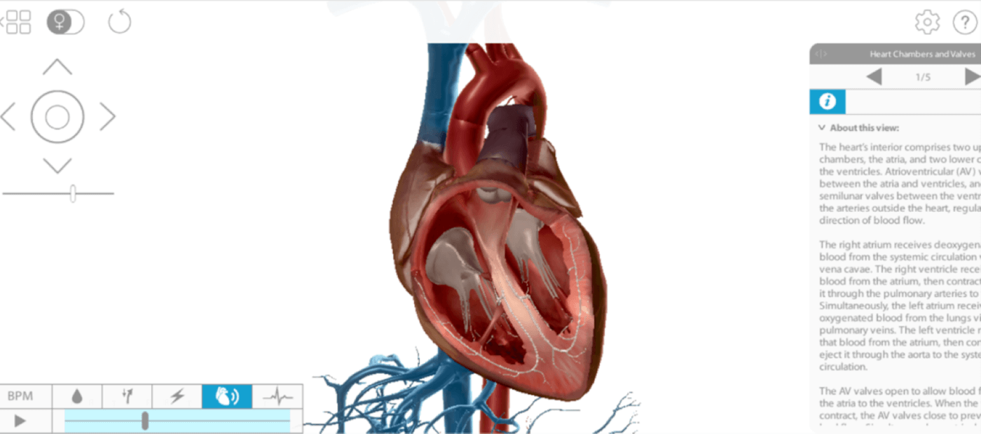 VisibleBody heart dissection image 1 Heart Dissection Activities! | TeachKind