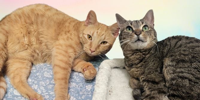 Jane and Vivi, two adoptable cats rescued by PETA from a blood bank