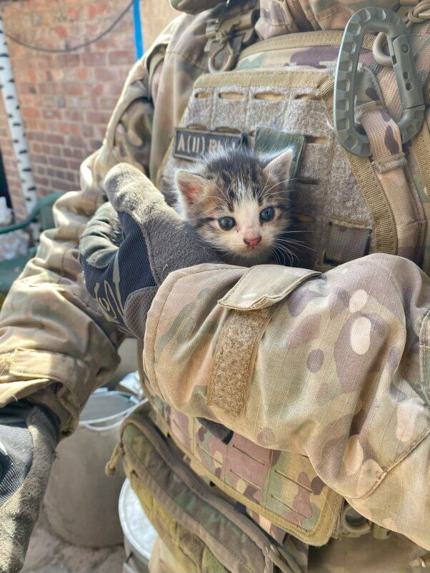 animal rescuer holding small kitten
