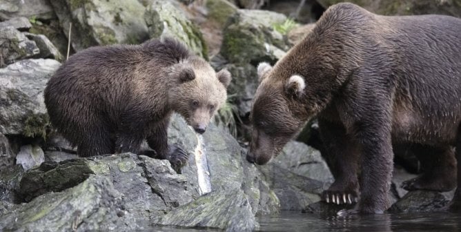 two Kodiak bears on rocks by water in the Kodiak Archipelago