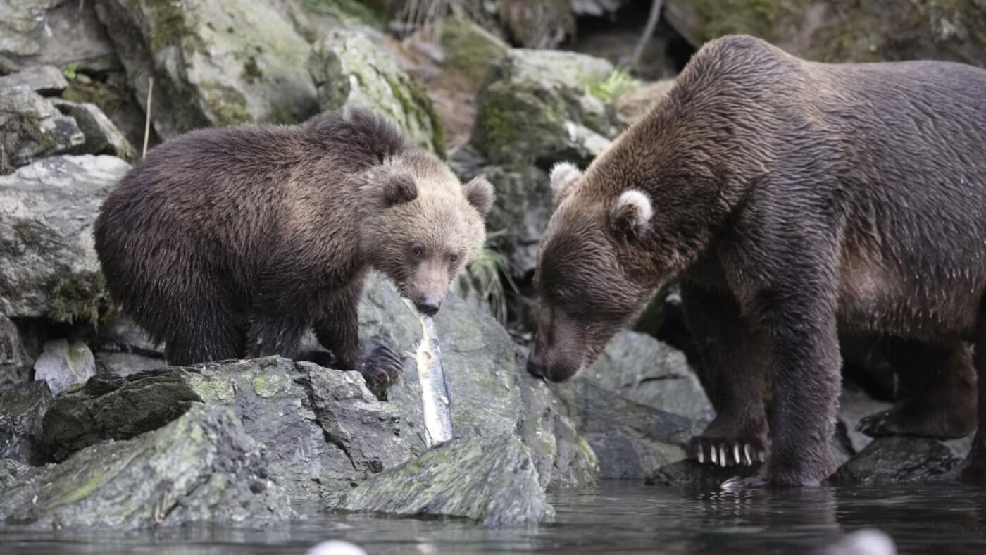 two Kodiak bears on rocks by the water in the Kodiak Archipelago