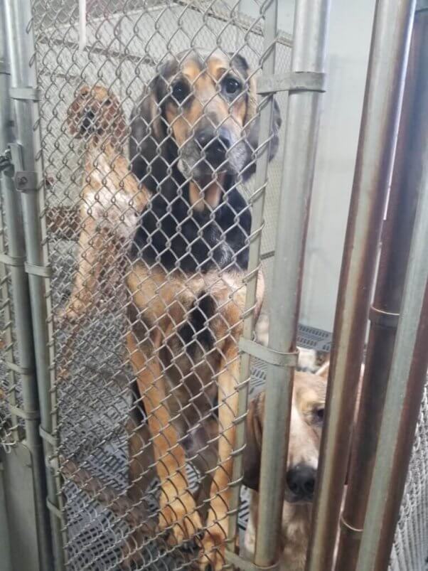 dog in kennel