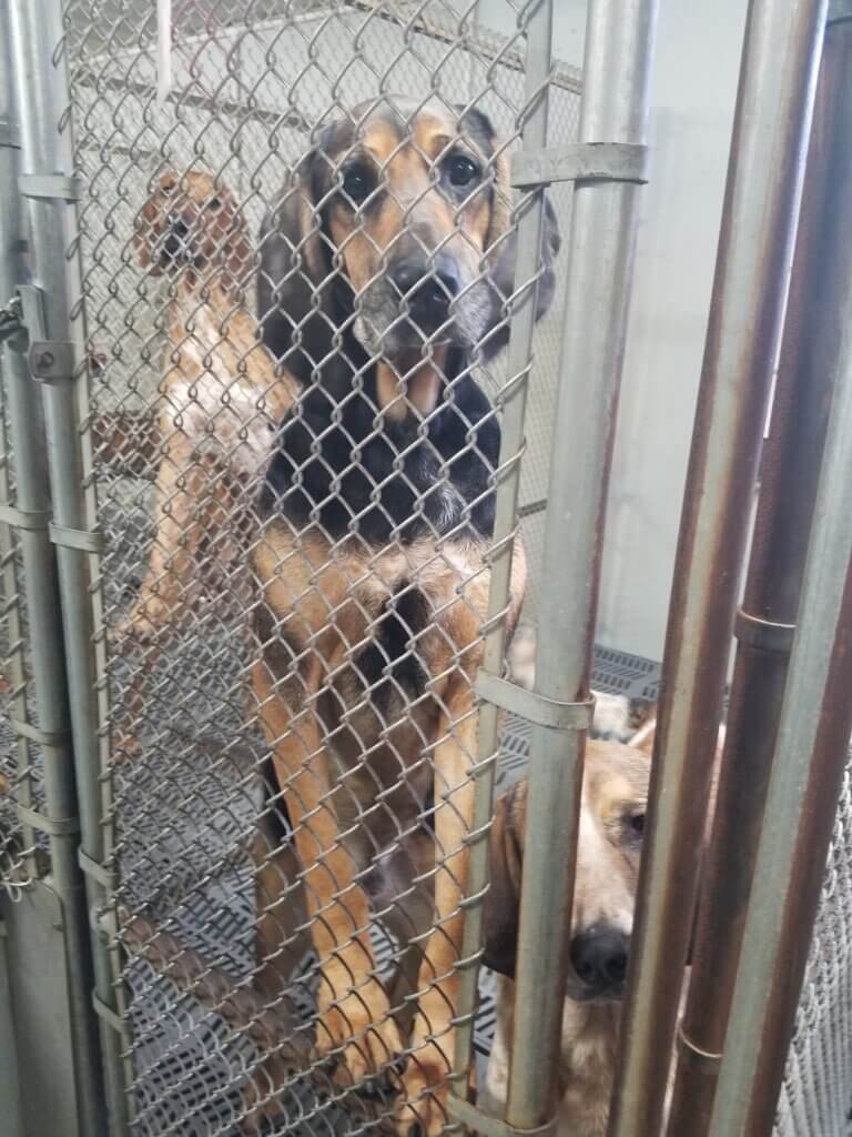 dog in kennel at blood bank warehouse investigation PETA owned ‘Cats’ and ‘Dogs’ to Hold Die-In at Local VCA Over Ties to Blood Bank Caught Warehousing, Bleeding Sick Animals