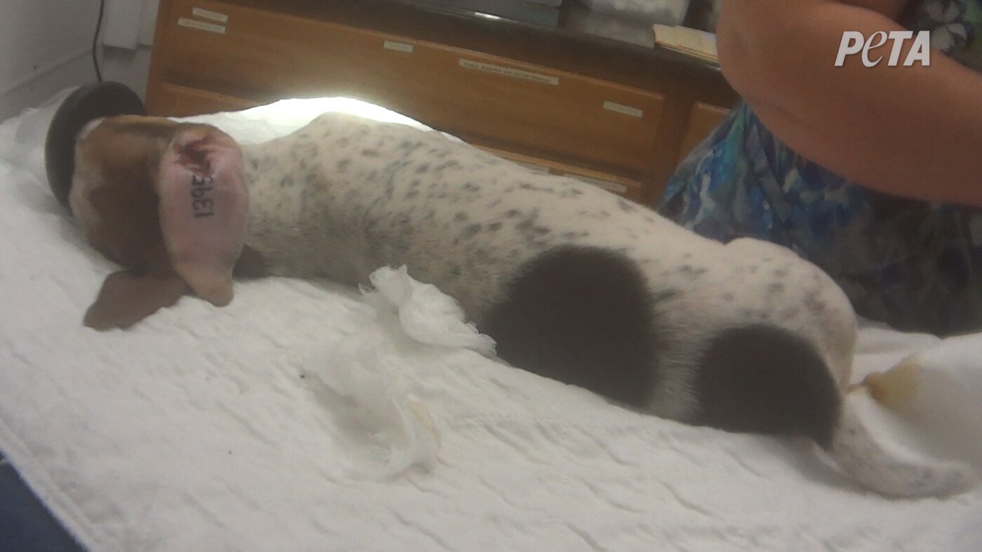 Clarke the dog, right after getting tattooed with a number on the inside of his ear