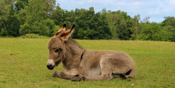 donkey in a field