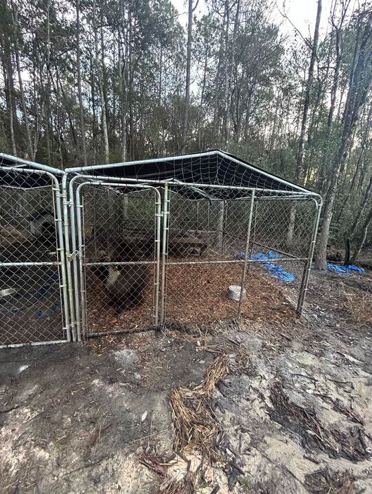 front view of an inadequate chain-link fence enclosure for two Kodiak bears in Florida