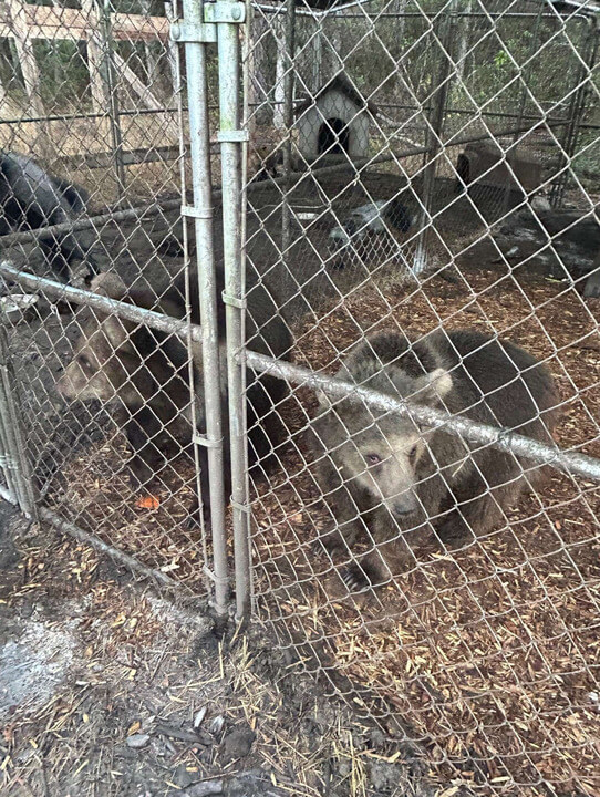 two Kodiak bears in an inadequate enclosure in Florida