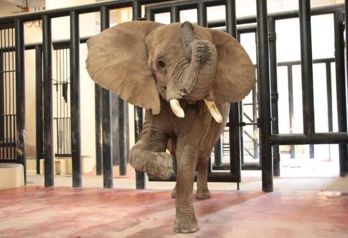 Pressing: Discuss Out for a Lonely Elephant in Mexico!