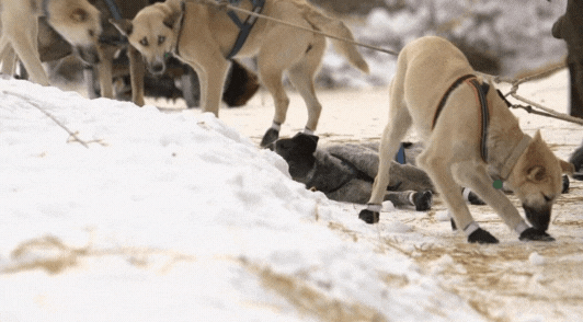 dogs exploited for the iditarod outside in the snow