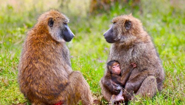 family of baboons in national park
