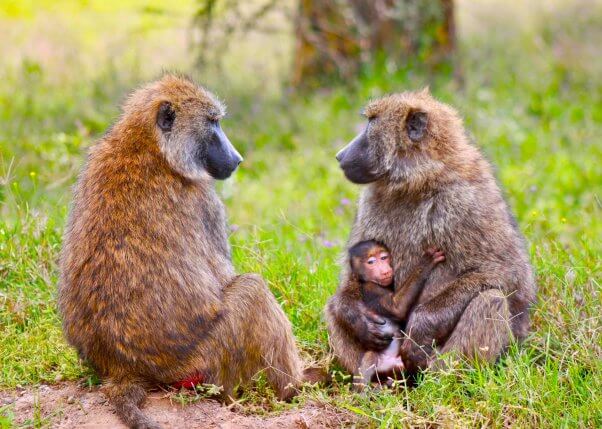 family of baboons in national park