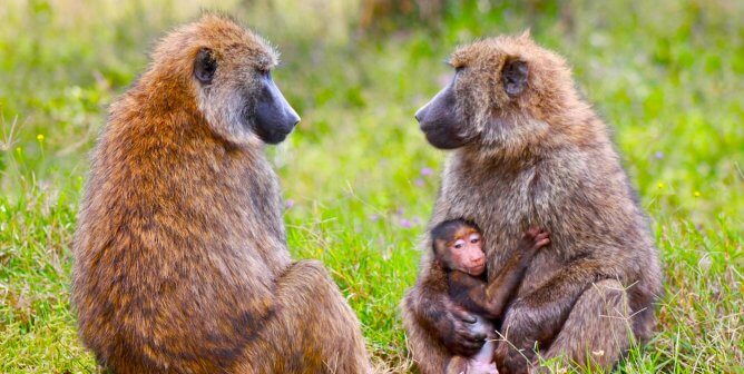 family of baboons in national park