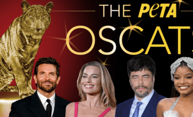 PETA’s Oscat Awards: A Closer Look at This Year’s Standout Films for Animal Advocacy