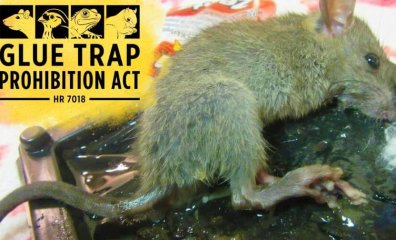 Support the Glue Trap Prohibition Act—Let’s Get These Cruel Devices Outlawed