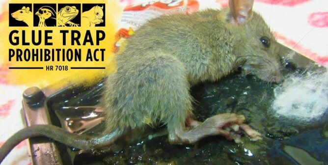 Support the Glue Trap Prohibition Act—Let’s Get These Cruel Devices Outlawed