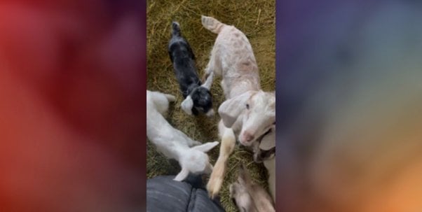 goats rescued ukraine feature image red gradient