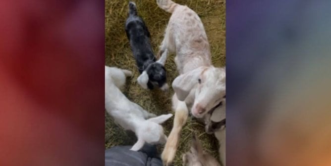 ‘Bleating’ the Odds: How PETA-Supported Rescuers Saved Baby Goats in Ukraine