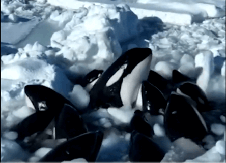 japan orcas ftc Orcas Trapped in Ice off the Coast of Japan Face Death