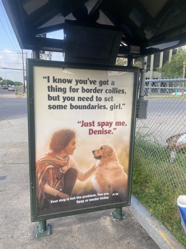 Just Spay Me ad in new orleans
