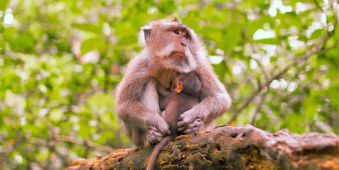 A macaque on a branch holds her baby