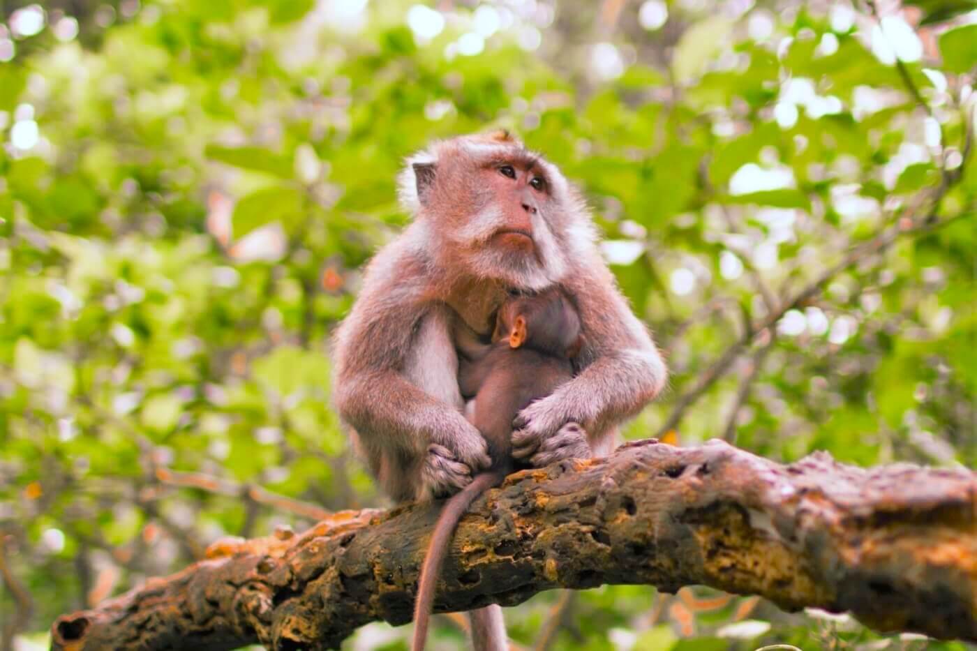 A macaque on a branch holds her baby