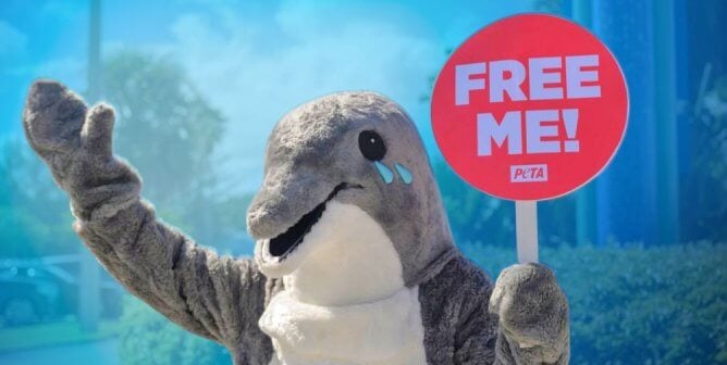 dolphin mascot holding sign "free me" at miami seaquarium