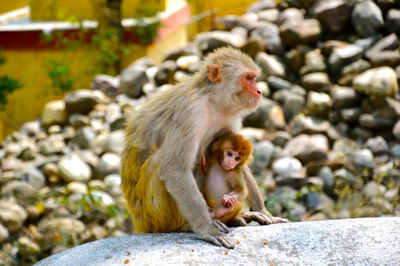 Macaque and her baby sit on rock