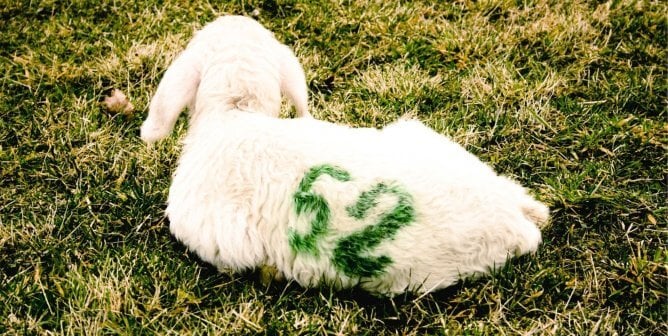 lamb lying on grass with the number 52 marked on their back, to show that we need to respect each animal as an individual, not a number