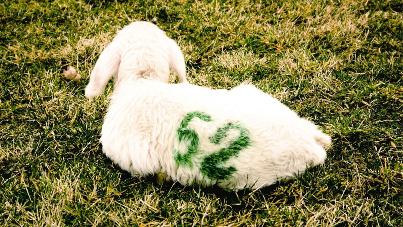 lamb lying on grass with the number 52 marked on their back, to show that we need to respect each animal as an individual, not a number