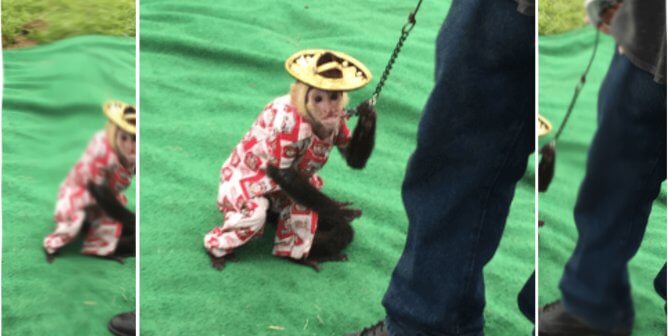 white-faced capuchin monkey named Jo Jo used in organ grinder acts at the Sandusky County Fair in Ohio