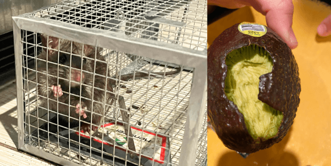 (left) rat in a humane trap cage (right) nibbled avocado