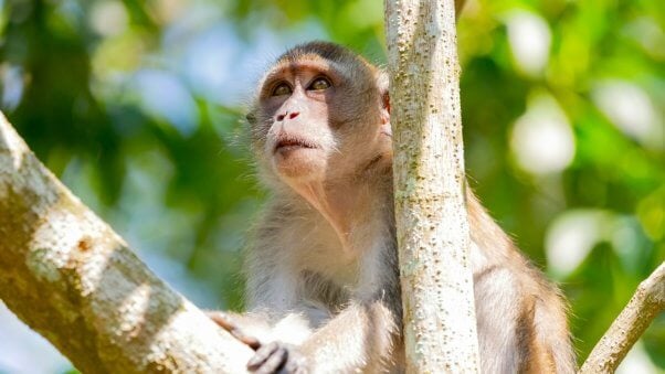 Rhesus macaque in a tree