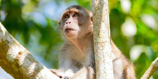 Rhesus macaque in a tree