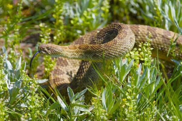 A rattlesnake in the grass at a state park