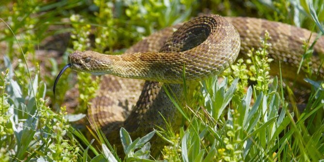 A rattlesnake in the grass at a state park