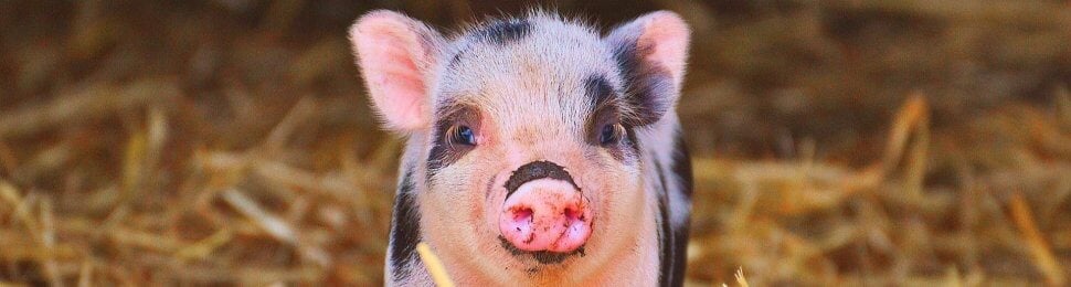 Spotted piglet in hay