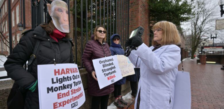 ‘Monkeys’ Tormented by Flashing Lights Swarm Harvard Over Cruel Experiments