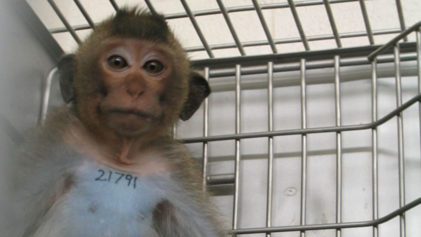 caged monkey used for testing, who is tattooed across the upper chest with a number