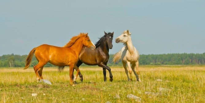 three horses in a field