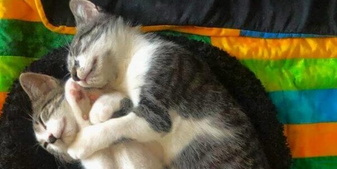 two kittens sleeping next to each other
