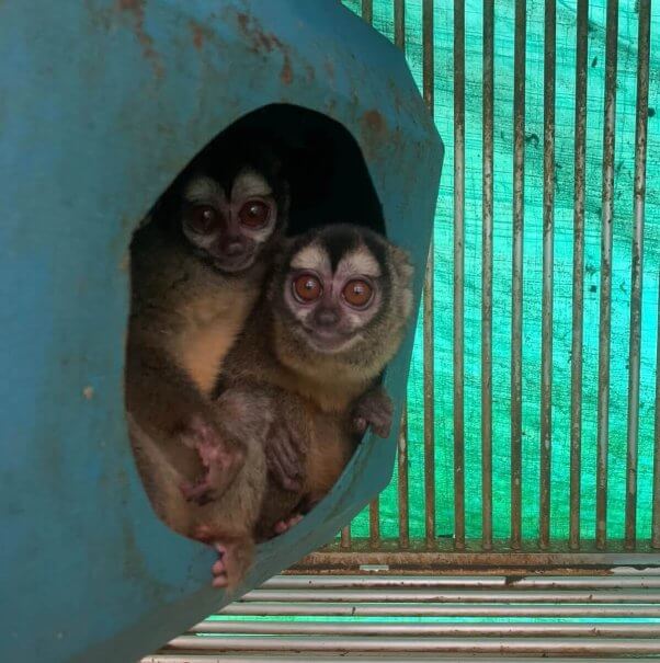 monkeys in colombian lab