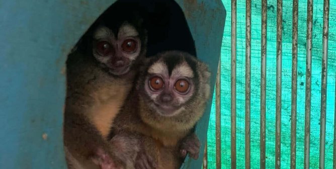 monkeys in colombian lab