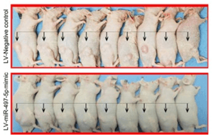 Figure showing several dead white mice lined up